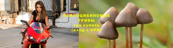 стаф Белокуриха